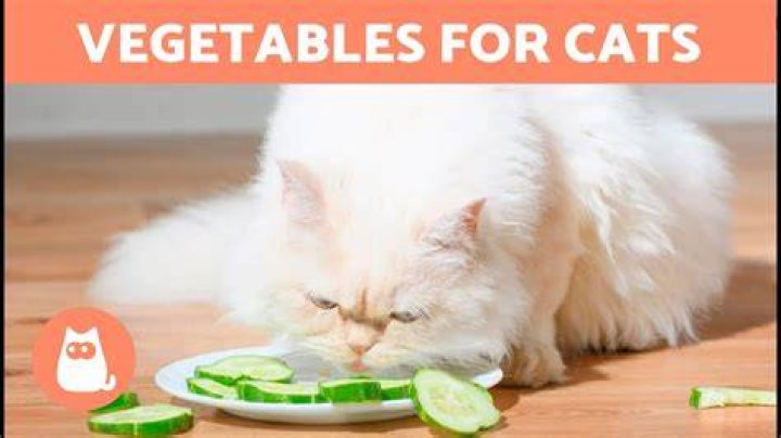 Are cats vegetarian?