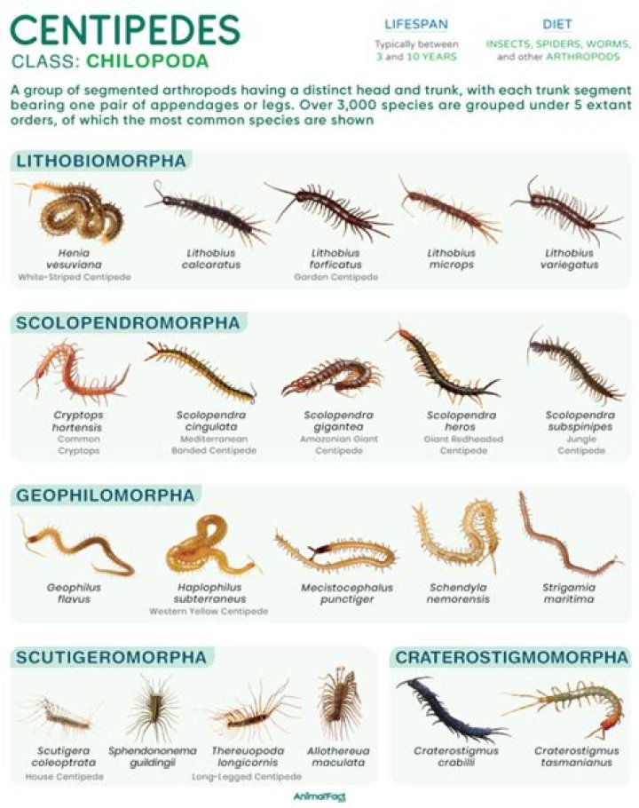 Are centipedes scared of light?