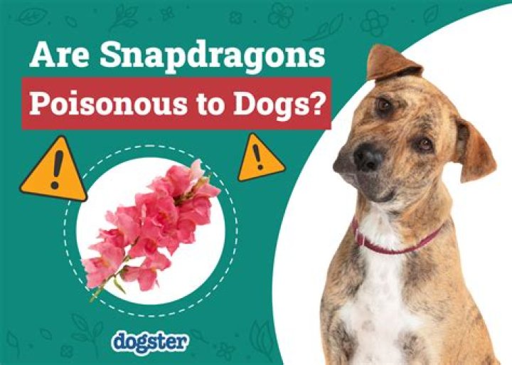 Are glitters poisonous?