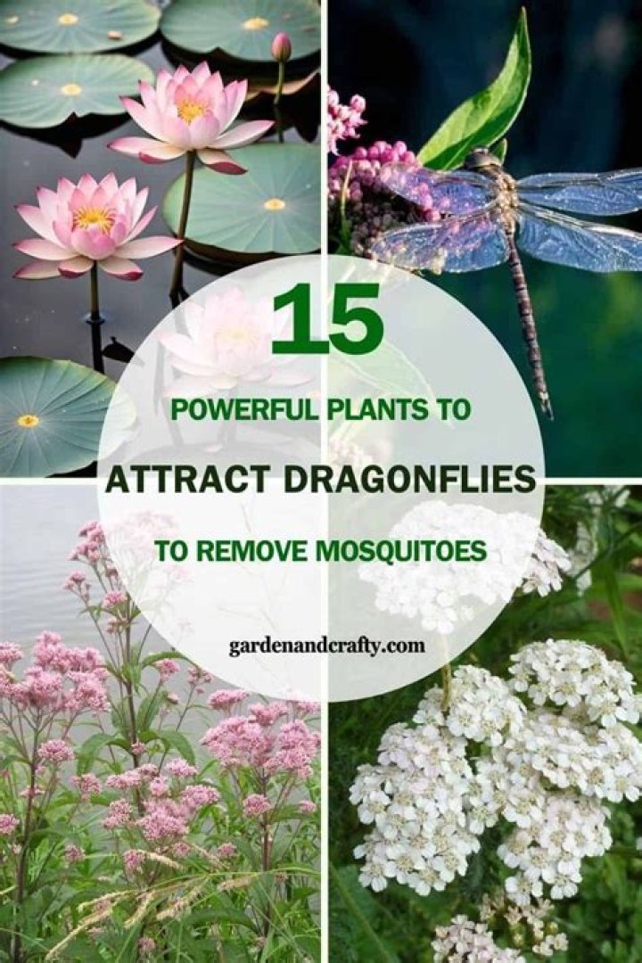 Are green dragonflies good luck?