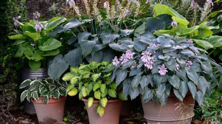 Are hostas good container plants?