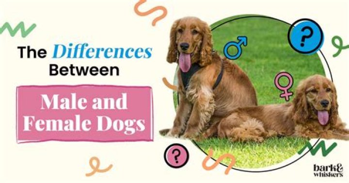 Are male dogs closer to female owners?