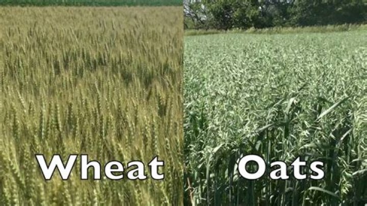Are oats and wheat the same?