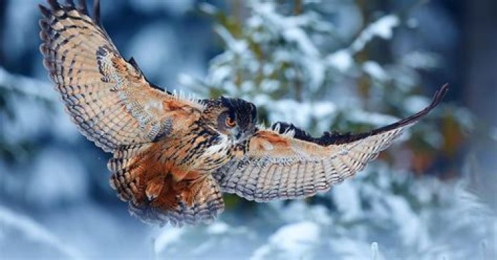 Are owls aggressive?
