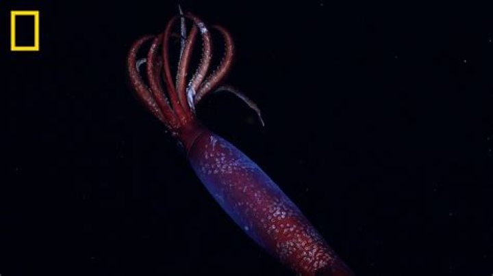 Are squids halal?
