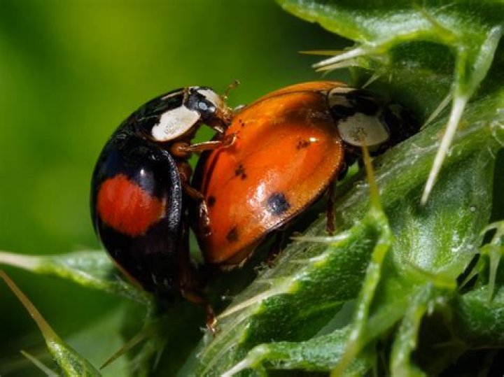 Are there male ladybugs?