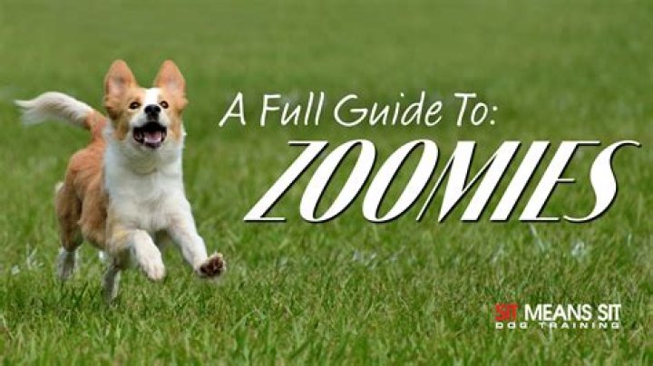 Are Zoomies a good thing?