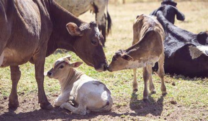 Can a cow have twins?