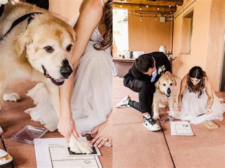 Can a dog be a Millionaire?