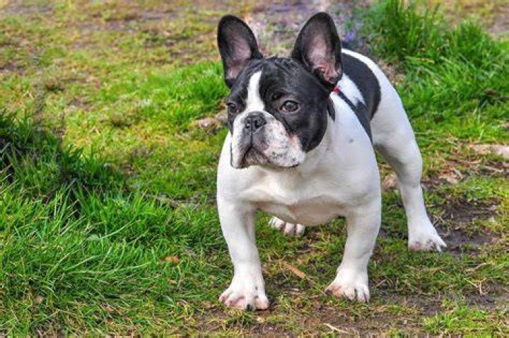 Can a male dog be Overbred?
