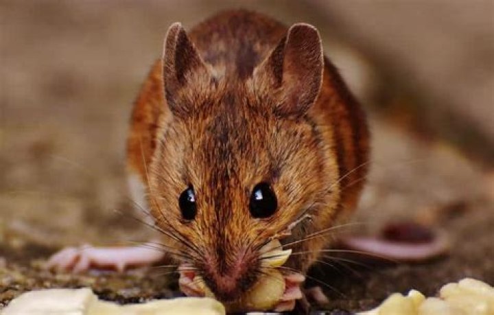 Can a mouse hurt a dog?