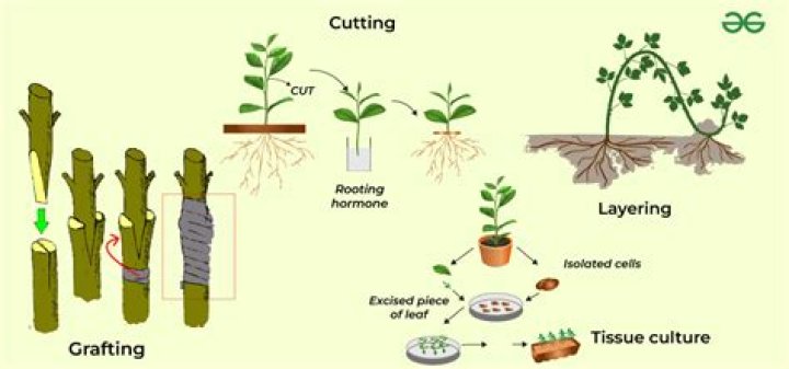 Can all plants be propagated by cuttings?