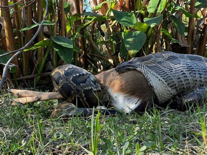 Can anaconda swallow cow?