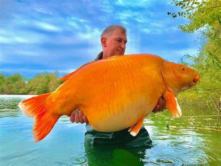 Can big goldfish be eaten?