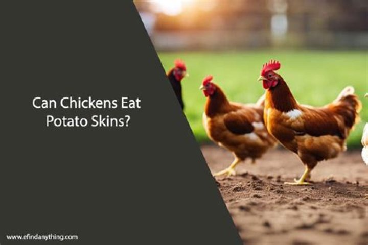 Can chickens eat potato skins?