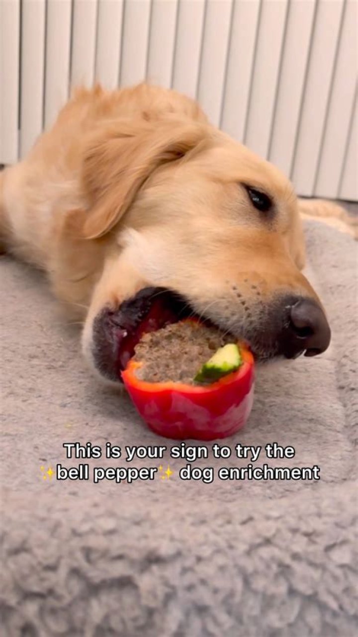 Can dog eat pepper?