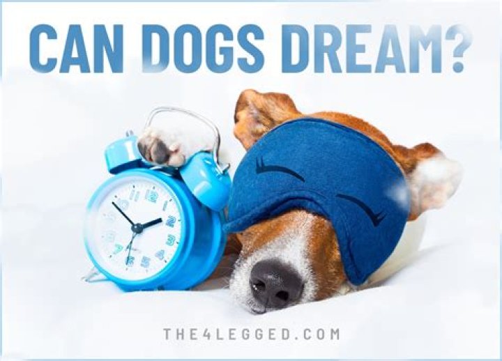 Can dogs dream?