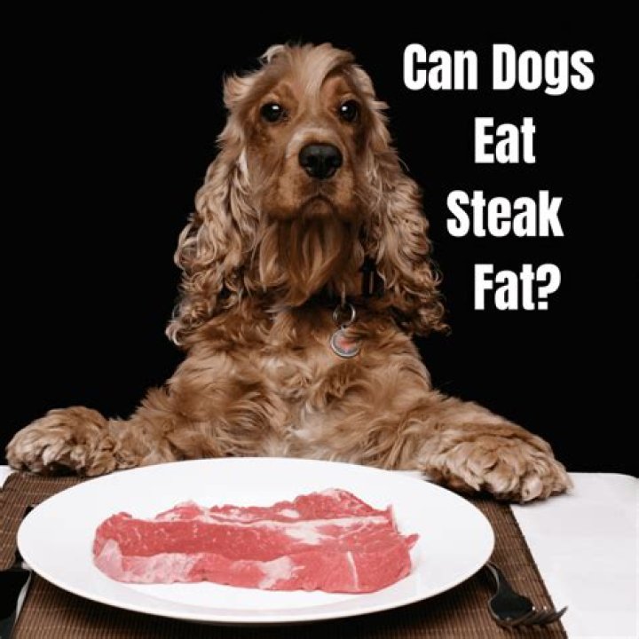 Can dogs eat fur?