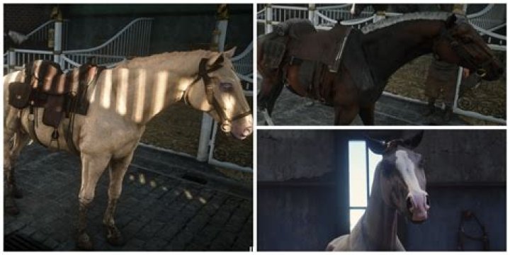 Can dogs hurt horses?