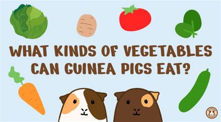 Can guinea pigs recognize you?