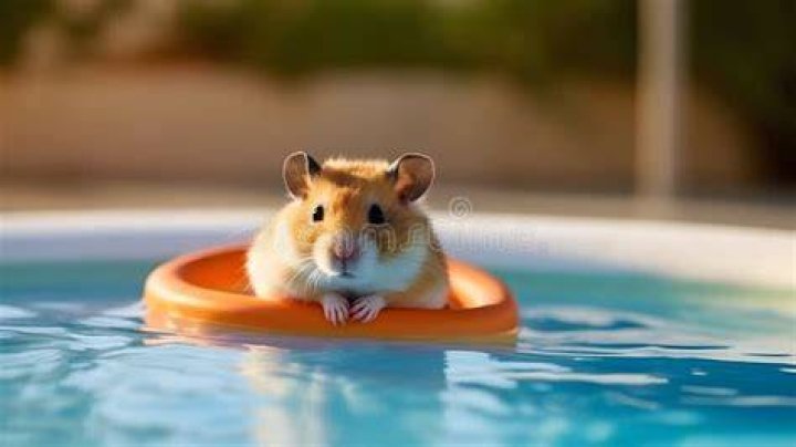 Can hamsters swim?