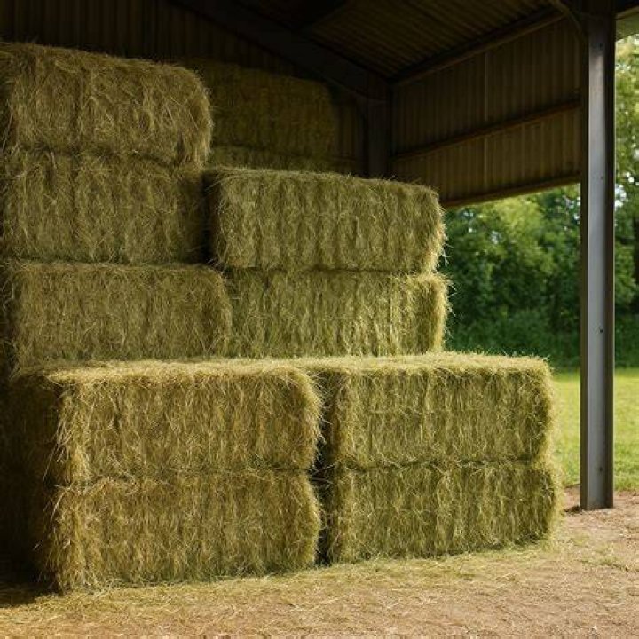 Can hay be too green for horses?