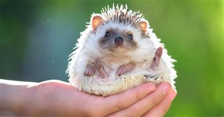 Can hedgehogs get a cold?