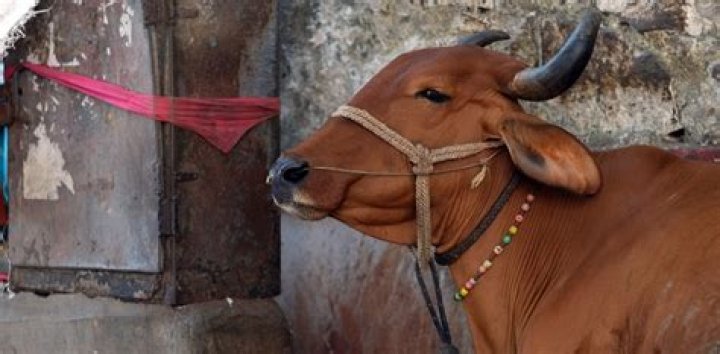 Can Hindus eat beef?