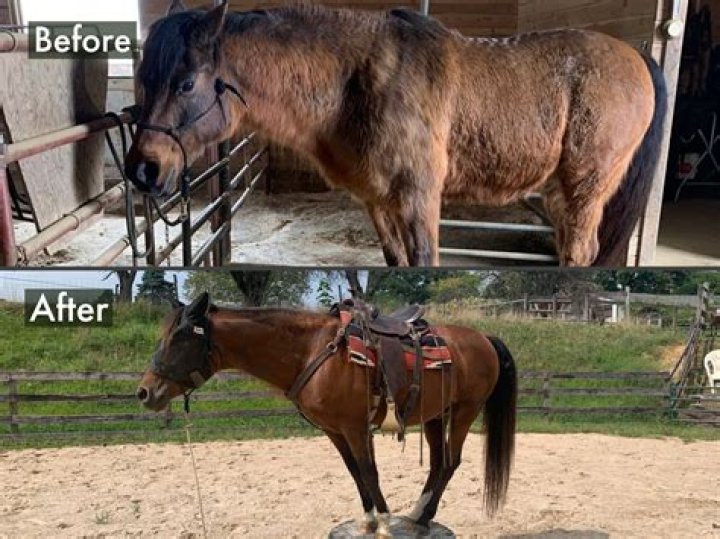 Can horses with Cushings eat alfalfa?
