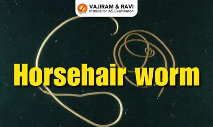 Can humans be infected by horsehair worms?