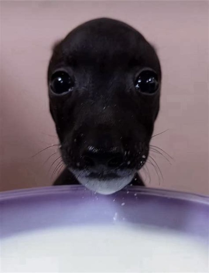Can I apply boiled milk on face?
