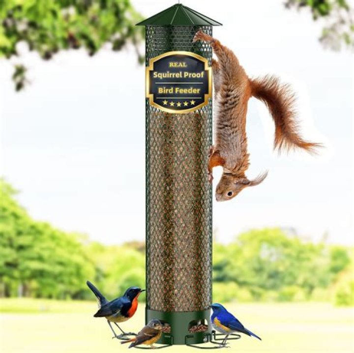 Can I put bird feeders back out 2022?