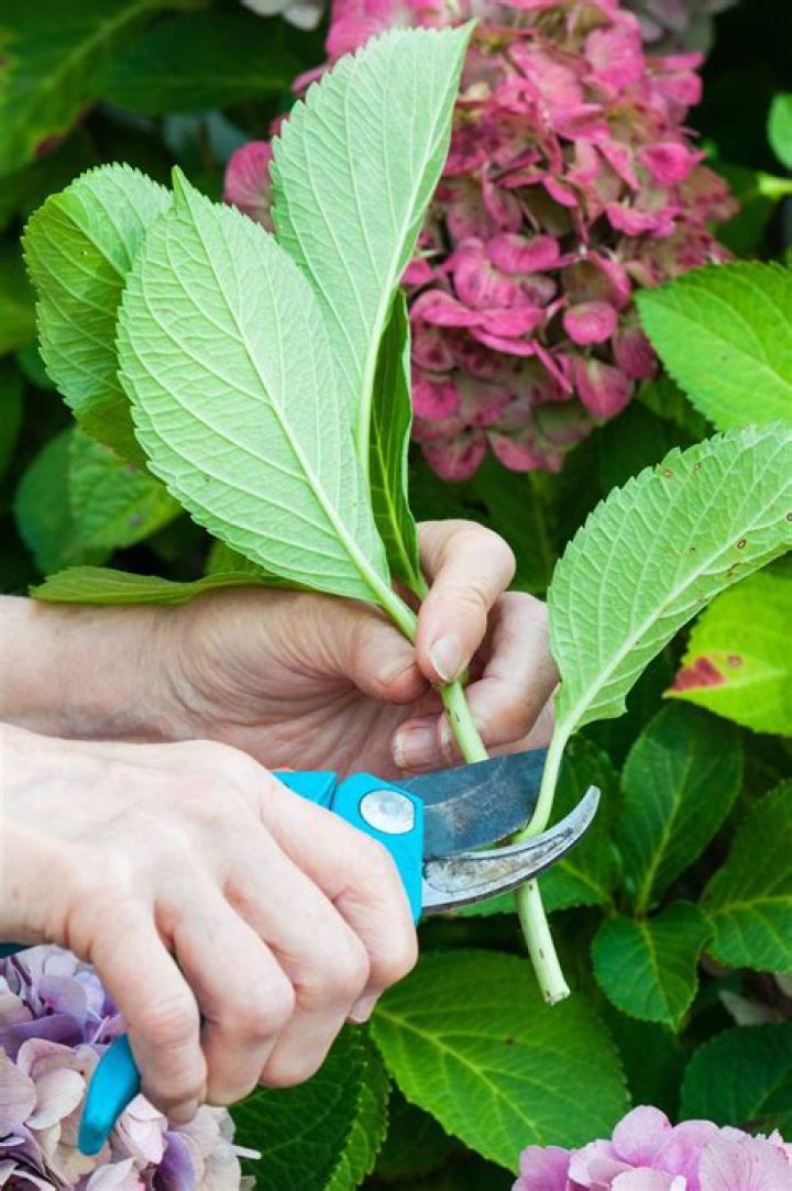Can I take cuttings from hydrangea now?