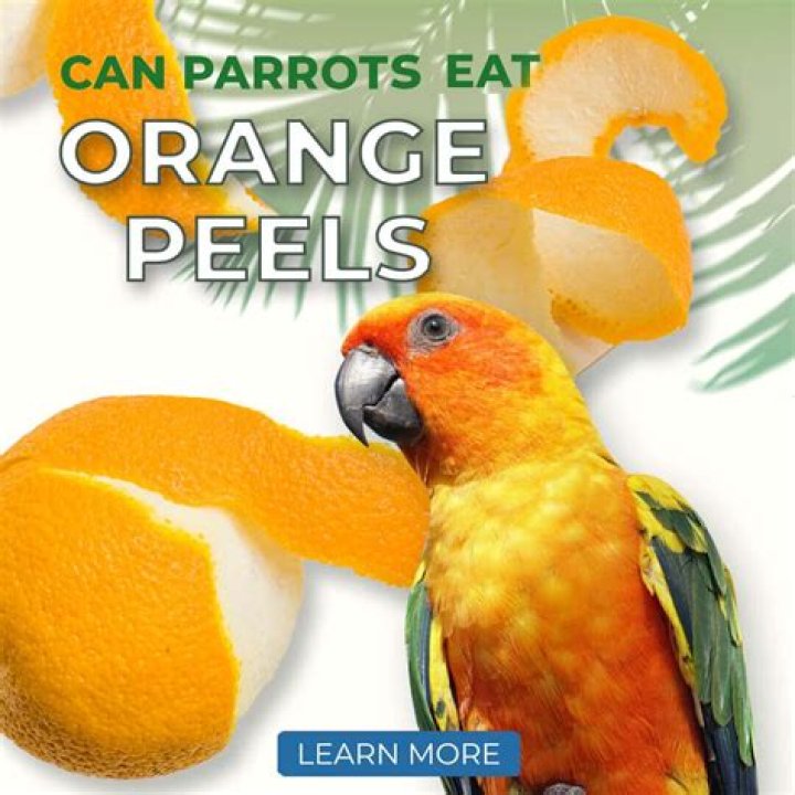 Can my parrot eat orange peel?