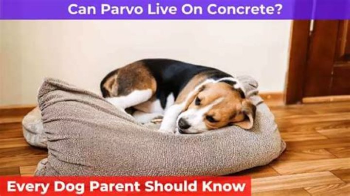 Can parvo live on concrete?