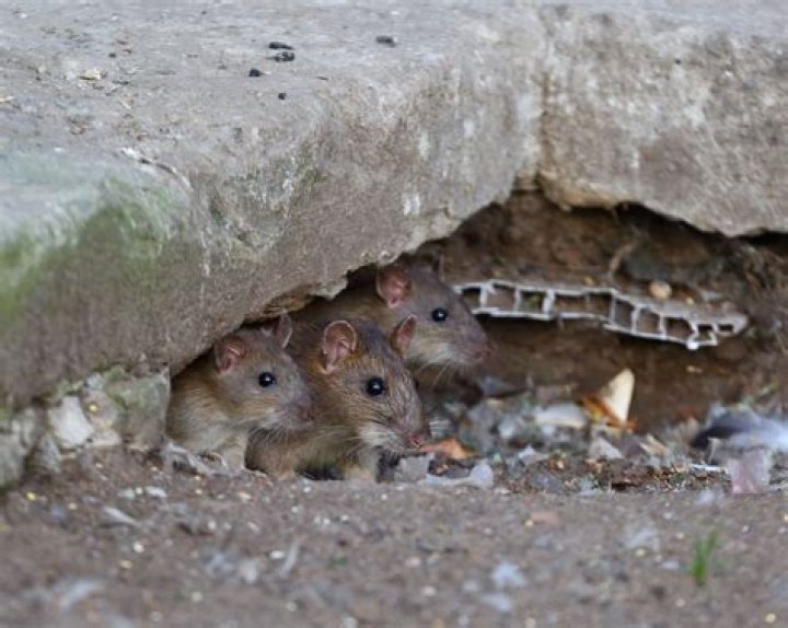 Can rats go through walls?