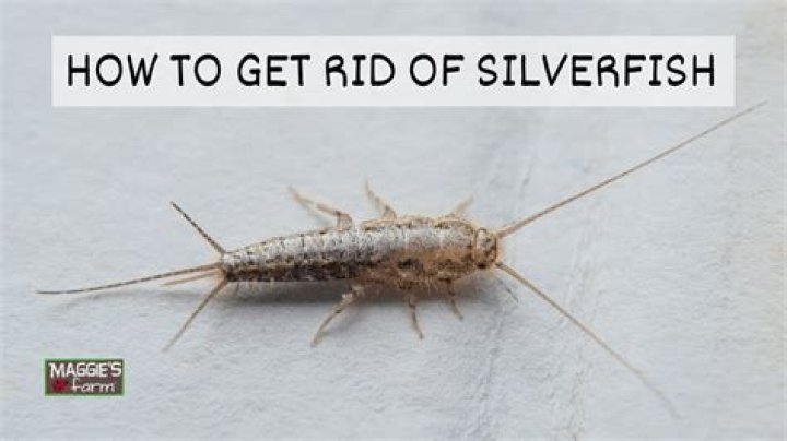 Can silverfish survive the washing machine?