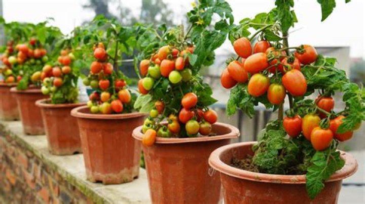 Can tomato plants get too much rain?