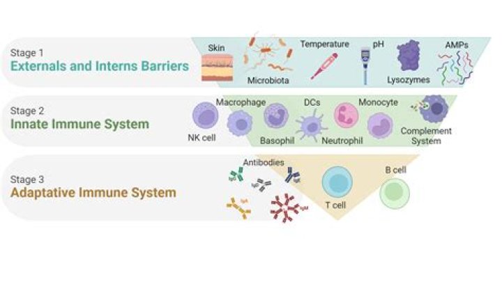 Can you become immune to bee stings?