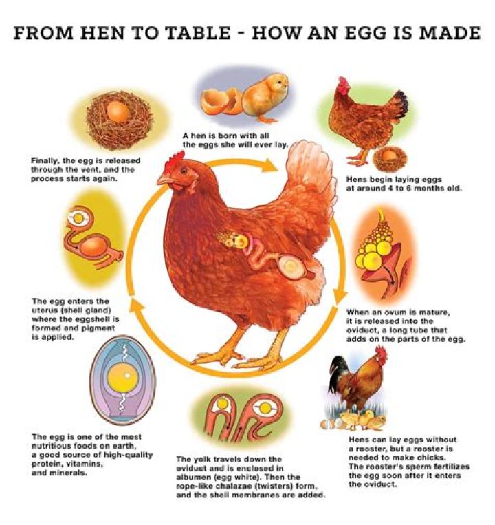 Can you eat the first laid chicken egg?