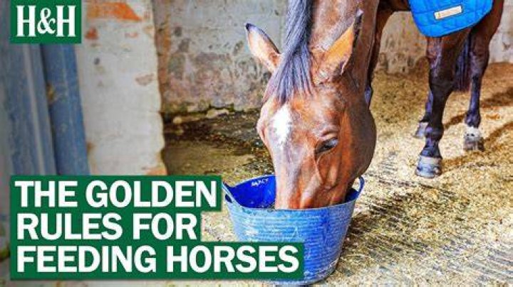 Can you feed horses peanut oil?