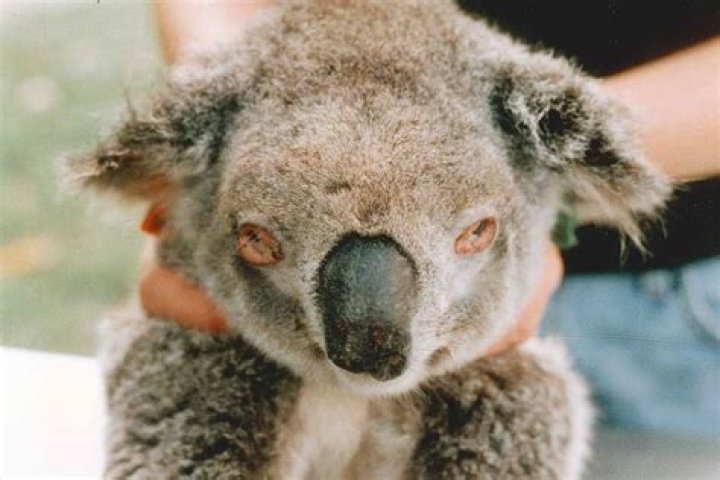 Can you get chlamydia from a koala peeing on you?