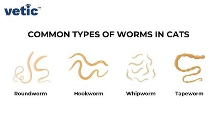 Can you get worms from cats?