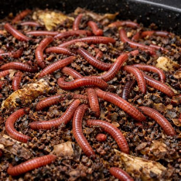 Can you put flour in worm farm?