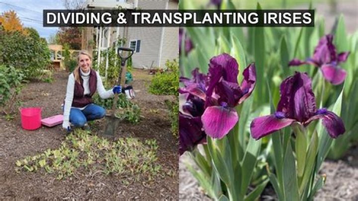 Can you replant plant trimmings?