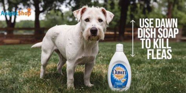 Can you use Dawn dish soap on a dog?