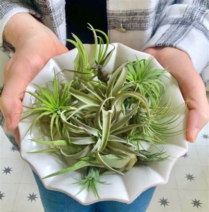 Can you use plant food on air plants?