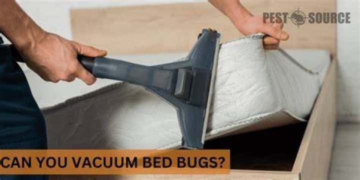 Can you vacuum bed bug poop?
