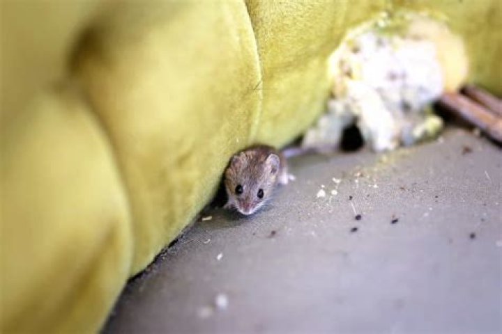 Do all mice leave the nest?