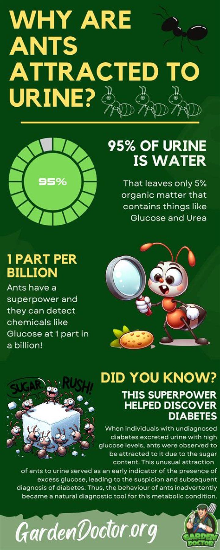 Do ants feed on urine?